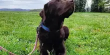 Morto avvelenato Murdoch, cane eroe della Protezione Civile: “Atto codardo, fermate questo orrore”