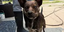 Una catena lo teneva legato a una casa vuota. Ma il cane Rutabaga non ha mai perso la speranza