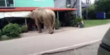 Elefante affamato entra in un mini-market e rimane incastrato, il negoziante lo aiuta a uscire