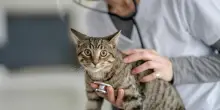 Perché i gatti sono un “mistero per la medicina” (mentre sui cani sappiamo quasi tutto)?