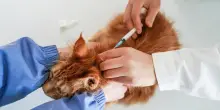 Remdesivir contro la Fip dei gatti: autorizzato l’uso veterinario del farmaco anti Covid in Italia