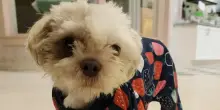 La lettera a chi ha abbandonato il cane Rae perché faceva la pipì ovunque e una scoperta sconvolgente