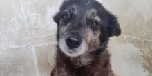 Dopo una vita di solitudine, il cane anziano Asia cerca quella carezza che non ha mai ricevuto