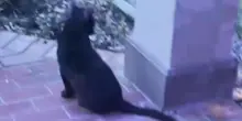 Un gatto fissa qualcosa in cortile: nessuno era preparato a quello che sarebbe successo poco dopo