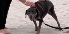 C’è una proposta di matrimonio in spiaggia, un cane s’imbuca e cambia i piani del futuro sposo