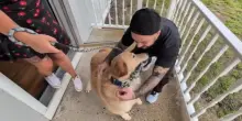 Marinaio torna dalla missione e scopre che il suo cane Archie è stato dato via. Ma c'è il lieto fine