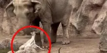 Guatemala, il gesto gentile dell'elefante che salva una gazzella a rischio annegamento