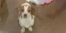Vanno ad adottare un cane ma non fanno in tempo a scegliere perché qualcuno ha già scelto per loro