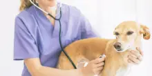 Check-up veterinario: quando e quanto spesso portare il cane alla visita di controllo