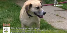Videoadozioni Rifugio Associazione Impronta Creativa (Trofarello): il cane Nisa cerca casa