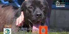 Videoadozioni Rifugio Cavour (Torino): il cane Tiger sogna una famiglia da amare