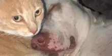 Il cane Leandro e l’amicizia “clandestina” con un gatto che fa strabuzzare gli occhi