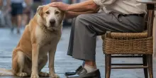 Il cane Fedora trasforma il dolore dell’anziano signor Paolo in una nuova forma d’amore