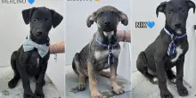 Tre cuccioli di cane abbandonati in uno scatolone in montagna: Biscotto, Merlino e Nix cercano casa