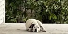 Abbandonato durante un trasloco, il cane Rain ha aspettato il ritorno dei suoi umani davanti casa