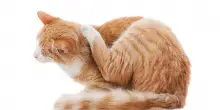 Parassiti interni ed esterni del gatto: come proteggerlo