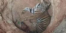 India, tigre e cane randagio cadono in un pozzo: salvati insieme in Kerala