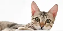 Le malattie più comuni nei gatti: Fiv, Fip, Felv, Fcl e le altre temute sigle