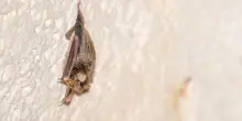 Dall’Africa a Lampedusa: scoperta nuova specie di pipistrello per l’Europa