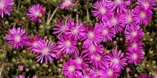 Barba di Giove: coltivazione e fioritura
