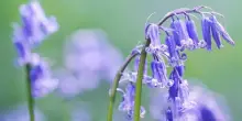 Campanula: varietà, fiore, coltivazione e cura