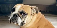 Il cane Gunny è sopravvissuto per un mese da solo in montagna, difendendosi da puma e coyote