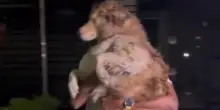 Tel Aviv, un cane viene salvato da sotto le macerie di un ufficio distrutto dai missili iraniani