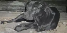 Un cane randagio guida una donna verso un seminterrato, lì dove nascondeva il suo dolce segreto