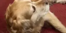 Quando cane e gatto diventano angeli custodi durante l’attacco epilettico di un Golden Retriever