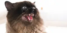 Il gatto Persi è indemoniato, il veterinario mette in scena un ‘esorcismo’: “Le tentiamo tutte”