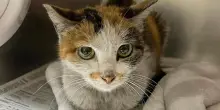 Il mistero di Stowaway, il gatto sopravvissuto tre settimane in un container dalla Cina agli Usa