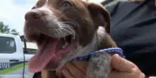 Cane in overdose insieme al suo proprietario, Girlie viene salvato con il Narcan
