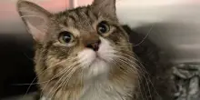 Accoglie un gatto randagio, ma quando scopre che una persona è interessata a lui fa l’impossibile