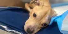 La trasformazione d’amore del cane Lexi, lasciato in una gabbia in una casa vuota dopo lo sfratto