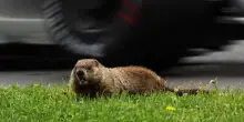 F1 Canada, marmotta travolta e uccisa in gara da Lewis Hamilton: “Sono devastato, amo gli animali”
