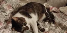 Adottato grazie a La Zampa, il gatto Mr. Grey va a trovare la sua ex proprietaria col cancro in hospice