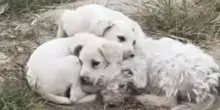 Da discarica a rifugio d’amore, mamma cane ha fatto l’impossibile per i suoi cuccioli abbandonati