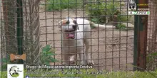 Videoadozioni rifugio Impronta Creativa: il cane Devil cerca casa