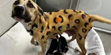 Sembrava un leopardo, ma era un cane in cerca di aiuto: la storia di Rainbow Brite e i suoi cuccioli