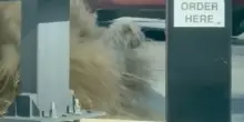 Vede un palla di pelo rotolare davanti all’auto e frena bruscamente, salvo in tempo il cane Mc-D