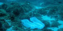 Mettere al bando i sacchetti di plastica sta funzionando