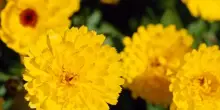 Fiori gialli da vaso e giardino: 20 varietà belle e facili da coltivare