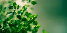 Timo: la coltivazione e la cura dell’arbusto aromatico