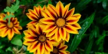 Gazania: coltivazione in vaso e giardino, fioritura, potatura e cura