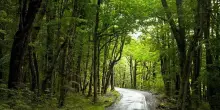 Clima, le foreste della Nuova Zelanda assorbono il 60% in più di CO2