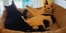 Ines e Nina, le gatte inseparabili ma invisibili, adottate a Torino grazie a La Zampa