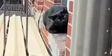 Bloccato a quattro piani d’altezza su una scala antincendio: così il gatto Cosmo ha trovato adozione