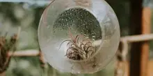 Tillandsia, come coltivare la “pianta dell’aria”