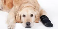 Primo soccorso per il cane, consigli utili e che cosa fare