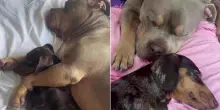 Nessuno voleva li voleva insieme: il cane “pericoloso” resta vicino all’amica incinta e commuove tutti